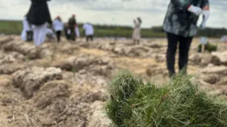 3 тысячи новых лесных культур посадили во Владимирской области