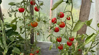 Сорт "Санька" больше не в тренде - эти томаты растут при любой погоде и всегда дают богатырский урожай. Берите на заметку 