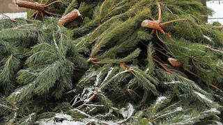 В Киржаче организовали пункты сбора новогодних ёлок для утилизации