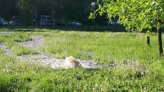 Жителям Дашково - Песочни спасатели доставляют воду