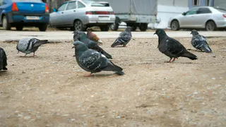 Птицы в Коми в опасности, людей призывают помочь