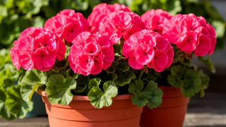 Крошу в горшок в июне — и герань как подменили: листва не желтеет, а бутоны лезут даже на молодых черенках