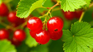 Тля гибнет мигом: смородину обрабатываю только так — 27 лет работы на участке научили меня главному