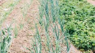 Чеснок в мае умоляет о помощи: три простых подкормки для богатого урожая