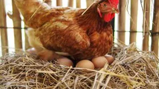 Начало весны для птицеводов - хлопотное время