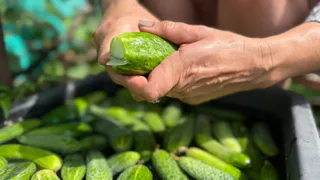 Жаль, что раньше не знал, как хранить огурцы свежими 5-6 месяцев до самого Нового Года без консервации