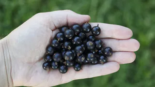 3 задачи для того, чтобы сыпать соду под смородину: лайфхак от агрономов со стажем