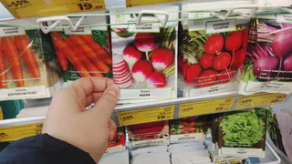 Магазинный редис больше не покупаю: узнал 5 шагов по выращиванию домашнего на подоконнике - всю зиму живу на витаминах