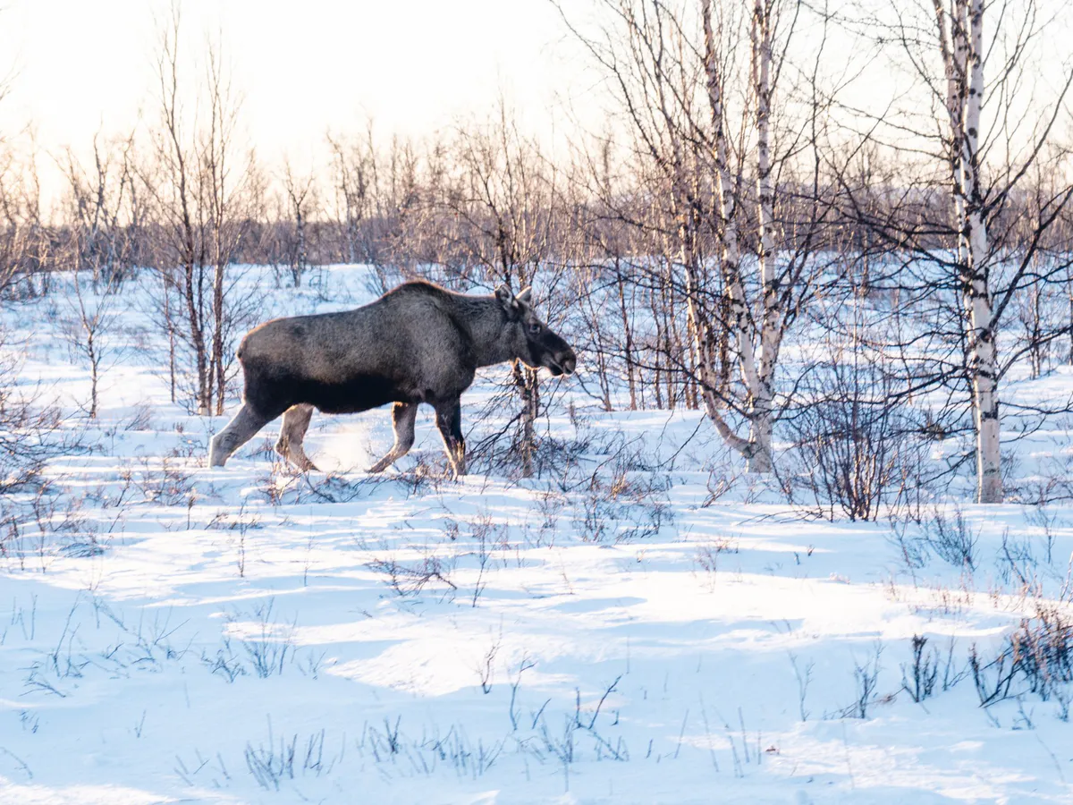 В Пензенской области лось за 80 тысяч рублей погиб в двойном ДТП