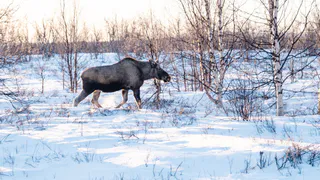 В Пензенской области лось за 80 тысяч рублей погиб в двойном ДТП
