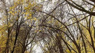 Ни скамейки, ни урны: нижнекамцы рассказывают о проблемных участках города