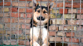 В Пензе отловили свыше 500 бездомных собак в 2024 году