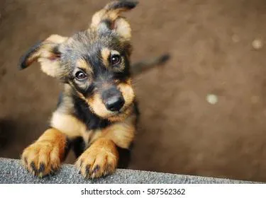 Названы три породы собак, которые лучше всего подойдут пенсионерам, а также одиноким людям