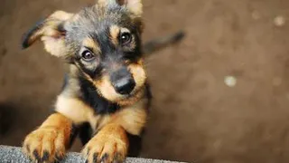 Названы три породы собак, которые лучше всего подойдут пенсионерам, а также одиноким людям