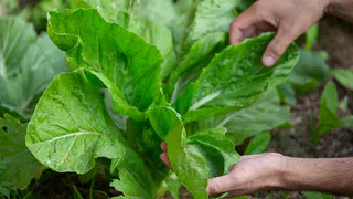 Заготавливаем свежий щавель на зиму: самая простая заготовка для зелёных щей