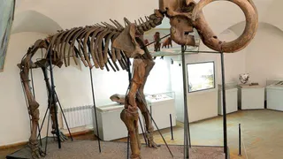 Легендарный мамонт покинет Рязанский кремль 8 октября