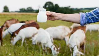 Козье молоко из Чувашии в этом году начнут поставлять в Китай