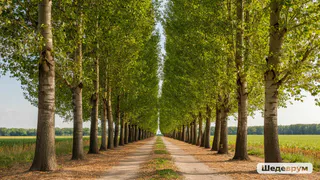 Высадил у выгребной ямы: работают как насос — не растение, а идеальный ассенизатор