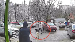 В Канищеве бродячие собаки напали на домашнюю