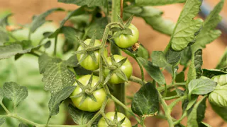 Томаты «дуреют» с этой подкормки: 1 ложку на ведро воды — и кусты будут усыпаны цветами, растут по 2.5 см в день