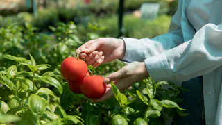 Кормлю помидоры содой, и уже 3 года собираю томаты целыми тележками с каждого кустика