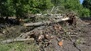 Соцсети: в парке Советско-Польскому братству вырубили часть деревьев