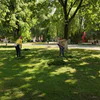Чиновники из Брянска вышли на субботник у цирка