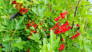 Не мусор, а сокровище: 3 горсти под куст — и смородина вырастет крупнее вишни и слаще сахара, урожай собираем мешками