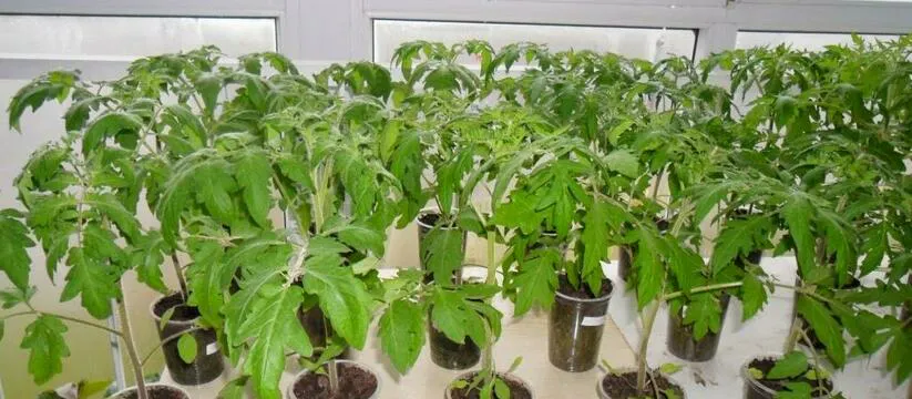 Самые лучшие даты для рассады в 2024 году: томаты, перцы, огурцы, кабачки и капуста