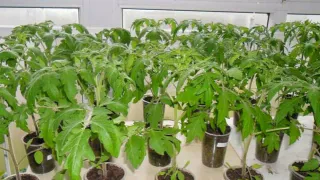 Самые лучшие даты для рассады в 2024 году: томаты, перцы, огурцы, кабачки и капуста