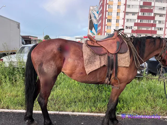Невероятное происшествие в Магнитогорске: автомобиль и лошадь не поделили проезжую часть
