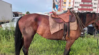 Невероятное происшествие в Магнитогорске: автомобиль и лошадь не поделили проезжую часть 