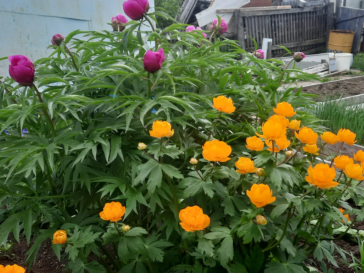 Украшаем сад: эти 3 цветка будут радовать до самой осени