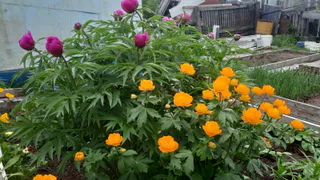 Украшаем сад: эти 3 цветка будут радовать до самой осени