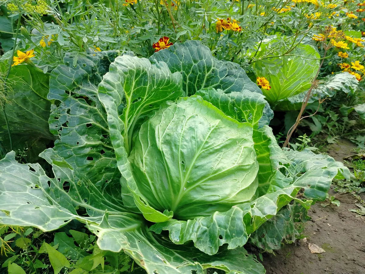 В ноябре квашу капусту только в эти дни и только так: раскрыла секреты семейного рецепта