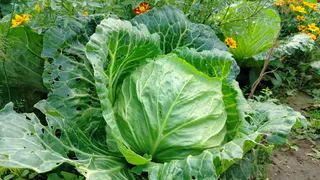 В ноябре квашу капусту только в эти дни и только так: раскрыла секреты семейного рецепта 