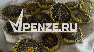 «Одни начали задыхаться, других рвало»: жители села Сумароково отравились пестицидами и гербицидами