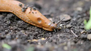 Пивная ловушка для слизней: простой и эффективный огородный лайфхак