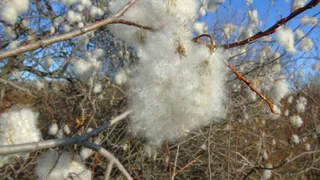 «Хлопковое дерево» в Минусинске