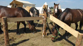Животные, вытащенные “из колбасы”: рязанская фермерша рассказала о том, как спасает лошадей