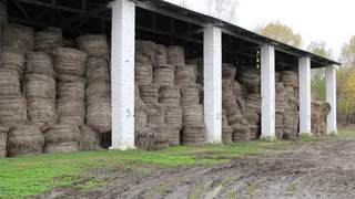 Брянский лён пошёл в Китай