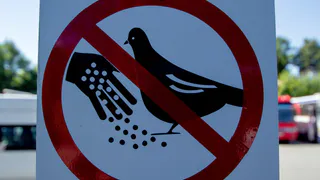 На автовокзале появился новый знак, запрещающий кормить голубей