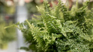 100 гр. под дерево — и туя будет пушистее кошки: хвоя перестанет осыпаться и желтеть