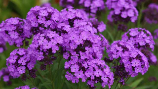 Этот дивный многолетник - королева сада: цветет красивыми лиловыми гроздьями и пахнет свежим медом на весь поселок