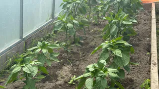 Столовая ложка для перца в июле: завязи пойдут из каждого цветочка — совет опытного агронома в действии