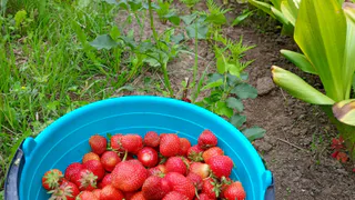 В начале марта сыплю горсть под кусты клубники: летом собираю урожай крупных, сладких и сочных ягод 