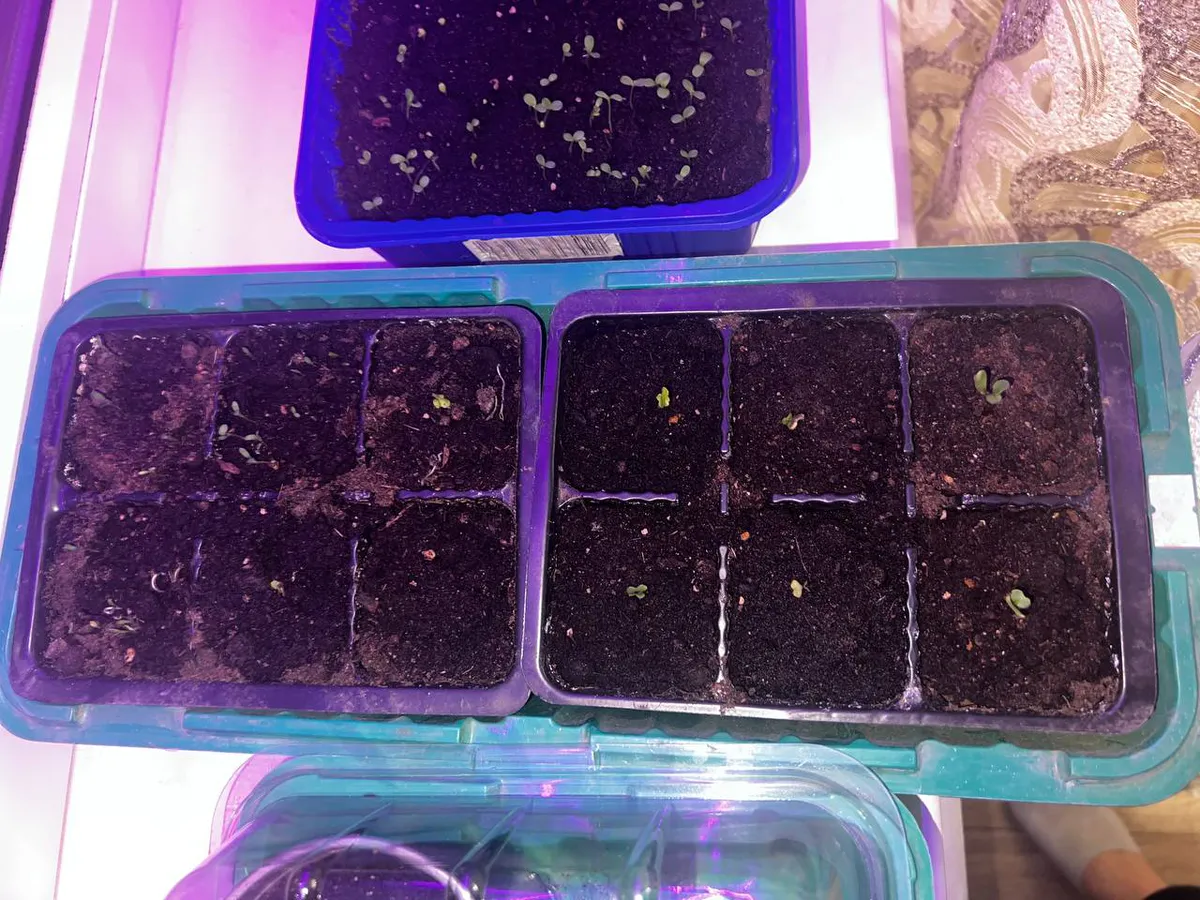 Перец начал всходить? Сразу полейте его этим раствором - всего одну чайную ложку под куст вместо воды