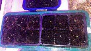 Перец начал всходить? Сразу полейте его этим раствором - всего одну чайную ложку под куст вместо воды