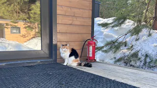 В Рязани собакам и кошкам будут искать хозяев на выставке (0+)