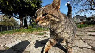 Она утверждала, что не любит животных, но кошка выбрала именно её — вот почему так происходит